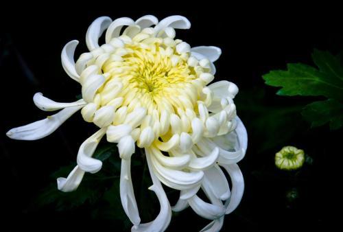 狗可以喝菊花茶吗（狗可以喝金银花菊花茶吗）